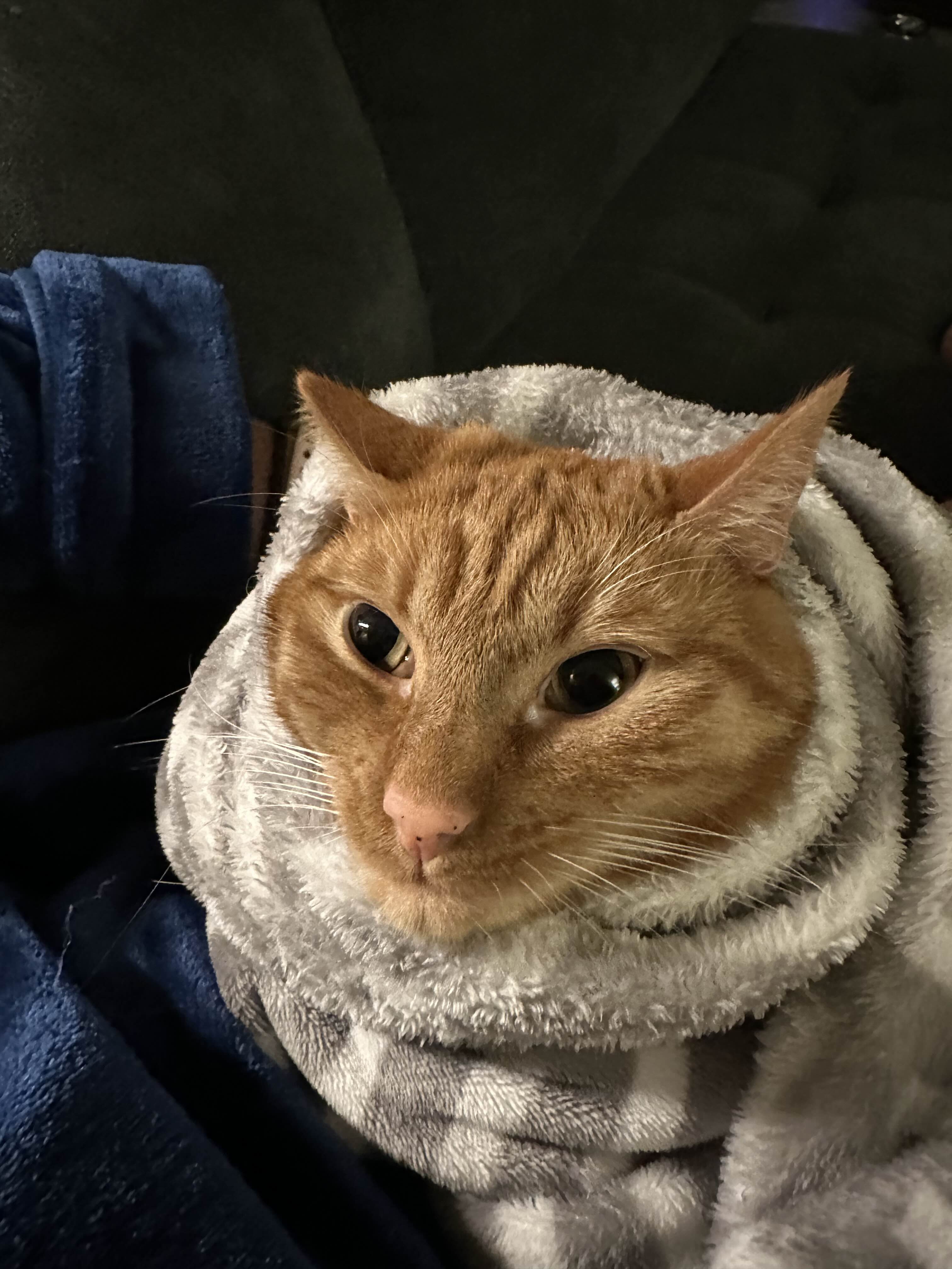 Boby the cat